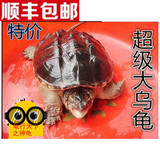鳄龟活体乌龟活体小鳄龟大鳄龟水陆龟宠物龟北美鳄鱼龟21.8元每斤