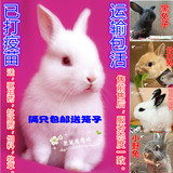 兔子活体出售宠物兔子小白兔兔宝宝公主兔熊猫兔黑兔灰兔野兔道奇