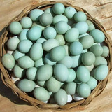 【琥珀家园】正宗树林散养土鸡蛋绿壳乌鸡蛋新鲜蛋30枚一盒包邮