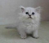 ★上海小强喵屋★超可爱的大脸猫 银色渐层长毛金吉拉幼猫mao