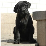 成都纯种拉布拉多犬幼犬出售/纯种幼犬拉不拉多黑色黄色宠物狗L79