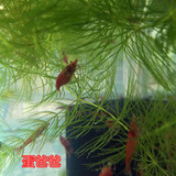 蛋爸爸樱花虾活体1.2-2cm观赏虾宠物虾玫瑰虾樱桃虾红虾非极火