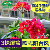 49包邮垂吊天竺葵小苗花苗四季开花阳台庭院室内盆栽易种植物花卉