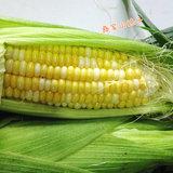 包邮 云南水果玉米4斤新鲜甜玉米棒 带皮包谷苞谷 非转基因 现摘