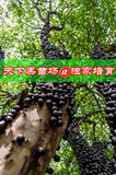 台湾嘉宝果树葡萄苗庭院 带叶子发货果树苗南方果树苗种植盆栽