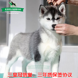 精品双血统宠物狗，哈士奇纯种幼犬出售,西伯利亚雪橇犬狗狗包邮