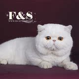 加菲猫 纯白色宠物猫 异国短毛猫种公展示——FAT