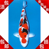 纯种 日本锦鲤 大正三色 冷水 淡水 观赏鱼 精品锦鲤活体包活包损