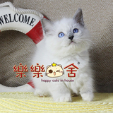【乐乐猫舍】纯种宠物猫咪 美国布偶猫  重点手套色布偶猫mm