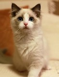 布偶猫双色 公母多有 海豹幼猫布偶猫 蓝眼活体