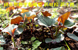鱼腥草种苗连根带叶5-8公分 纯天然野生折耳根种苗鲜品鱼腥草茶