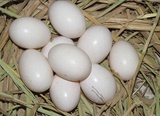 鸽子蛋新鲜30枚鸽子蛋包邮农家散养宝宝孕妇辅食鸽蛋包邮129元