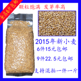 2015年小麦小麦粒小麦草种子带皮小麦种子五谷杂粮500克 6斤包邮