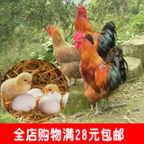 农家新鲜土鸡蛋种蛋 受精蛋 草鸡蛋可食用可孵化纯天然15枚免邮