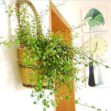 盆栽花卉 千叶吊兰  净化空气 新房的绿色清新剂 四季常青植物