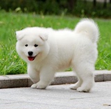 南宁纯种萨摩耶犬宝宝出售纯种澳版萨摩耶幼犬白色宠物狗中型犬w
