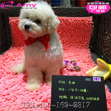 【艾美】玩具体微小萌宠泰迪犬纯种幼犬白色宠物贵宾贵妇编号-101