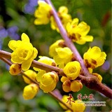 梅花苗 腊梅中最名贵的品种 有浓香 素心腊梅1年苗特价 当年开花
