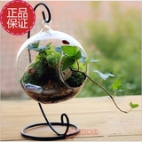 创意圆形玻璃微景观直立半圆铁架透明悬挂花瓶器耐热苔藓绿植摆件