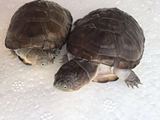 西非龟 活体宠物龟观赏龟 乌龟东非龟深水龟4-9cm全品开食
