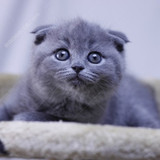 蓝猫 猫咪 小猫 宠物猫 短毛猫 英短 活体 折耳