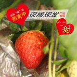 现摘现发陕西新鲜水果草莓农家有机奶油草莓孕妇小孩水果2斤顺丰