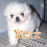 100%纯种的白色京巴北京犬幼犬狗狗-体质强-毛茸茸的-公-有视频