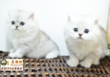 纯种宠物猫咪/赛级金吉拉MM/DD/小猫/幼猫/波斯猫带CFA证书
