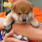 宠物狗 活体小型犬日本柴犬 幼犬纯种秋田犬出售带证书送货包邮