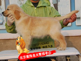 赛级 纯种金毛犬 家养幼犬 寻回猎犬 导盲犬出售 宠物狗可送货