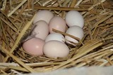 陕西九嵕山农家纯天然生态散养新鲜土鸡蛋 30枚