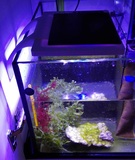 积光ZN1702积光海水专用LED灯 积光灯 适合微缸照明或藻缸养藻