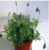 薰衣草盆栽 办公室桌面植物 净化空气 紫色薰衣草苗 室内植物热卖