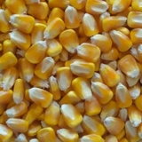 爆米花玉米粒 鸽子饲料小玉米250克 新货批发爆米花专用原料玉米