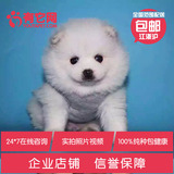 有它网出售宠物狗狗茶杯日本俊介白色球体哈多利博美犬幼犬活体04