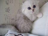 纯种猫 宠物猫咪活体宝宝出售 家养 阴影毛尖金吉拉银色金吉拉v4
