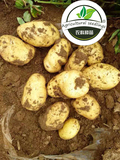 土豆种子脱毒马铃薯黄皮黄瓤一级种薯 荷兰系列 种薯基地专供