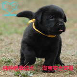 纯种拉布拉多犬 幼犬 出售 家养赛级宠物狗 拉不拉多导盲犬 送货