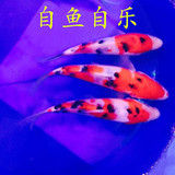 纯种日本大正三色锦鲤（活体）鱼苗69元包邮