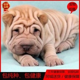 出售精品沙皮狗犬沙皮犬幼犬出售纯种沙皮幼犬中国沙皮狗活体家养
