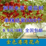 番茄树种子 树形状番茄 产量高5000果/棵 阳台新型多年生家庭蔬菜