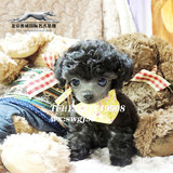 纯种可爱泰迪活体宠物韩系贵宾犬小茶杯犬 宠物狗出售▲赛威名犬