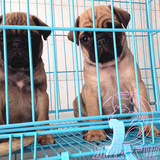 专业CKU犬舍出售巴哥哈巴狗幼犬支持支付宝交易