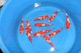 纯种日本锦鲤 精品红白锦鲤活体 精选鱼苗风水鱼 冷水鱼包活包邮