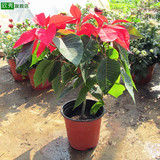 欣秀室内盆栽圣诞花卉一品红盆栽一品红又名万年红向阳红植物盆栽