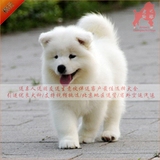 出售精品纯种萨摩耶中型工作犬雪橇幼犬家庭宠物狗狗幼犬№白色21