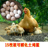 农家散养柴鸡蛋可孵化土鸡受精蛋 种蛋 麻鸡 三黄鸡新鲜种蛋