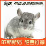 第87期 银斑色 龙猫宝宝性别公 2月龄 活体宠物幼年龙猫 （已 售)