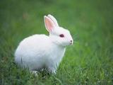 白兔迷你兔公主兔 宝宝宠活体小物已经注射疫苗25元1只