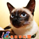 纯种海豹重点色暹罗猫 幼公 宠物活体猫 泰国蓝眼猫咪最聪明的猫